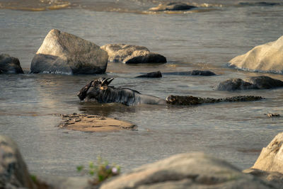 High angle view of crocodile on rock