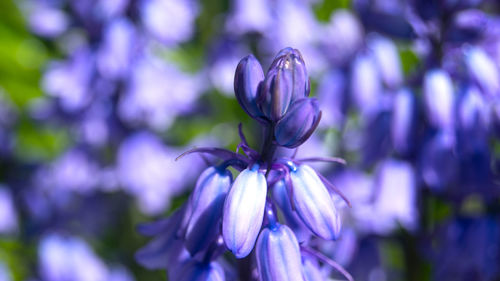 Close-up of purple flowers