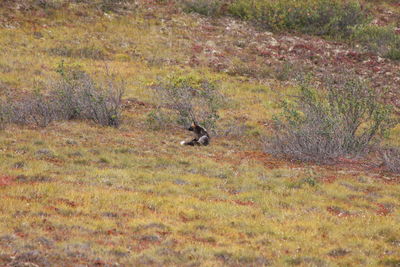 Bird on field during autumn