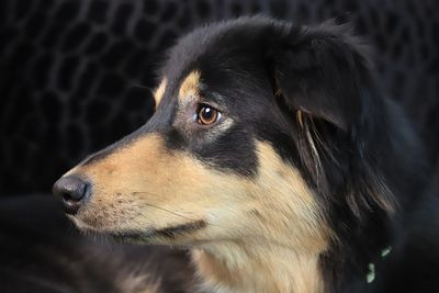 Close-up of dog looking away