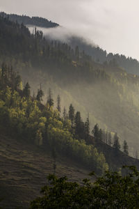 Hillside covered in pine trees and low clouds at sunset, himalaya
