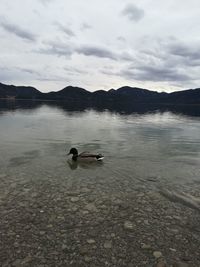 View of ducks swimming in lake