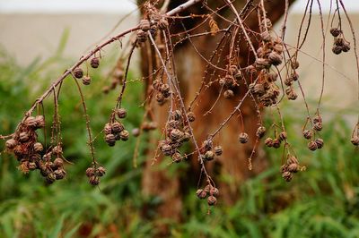 Close-up of dry plant on field