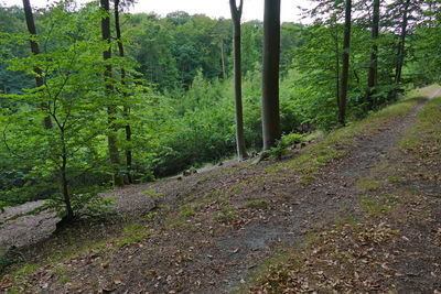 Road amidst trees in forest