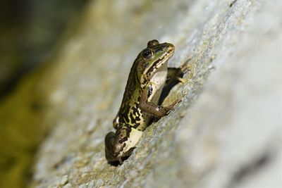 Close-up of a lizard on rock