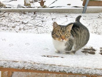 Portrait of cat sitting outdoors