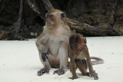 Monkey sitting on the beach in thailand