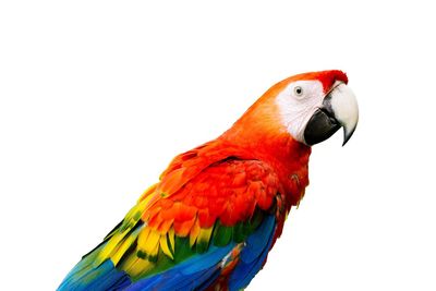 Close-up of parrot perching on red background