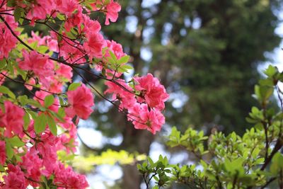 Close-up of pink bougainvillea blooming on tree