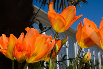 Close-up of orange flower