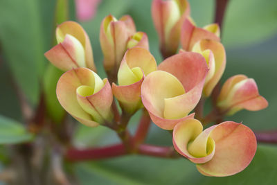 Close-up of succulent plant