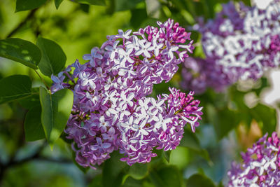 Close-up of purple hydrangea blooming outdoors