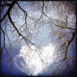 Low angle view of bare tree against sky