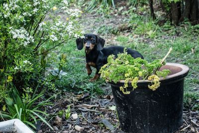 Portrait of a dog