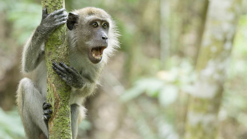 Having a macaque conversation 