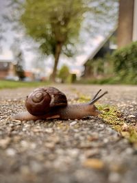 Close-up of snail