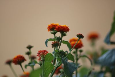 Close-up of orange flowers