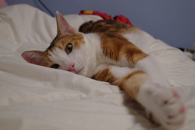 Close-up of cat lying on bed