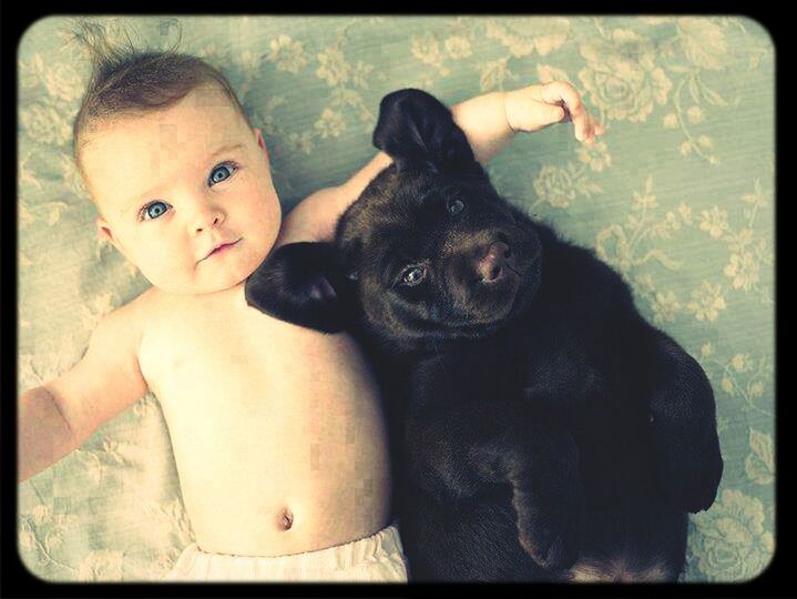 Dog and baby