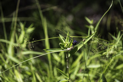 Close-up of insect on grass