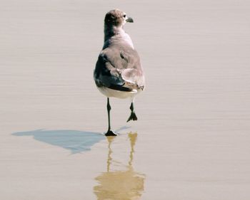 Bird perching on lake