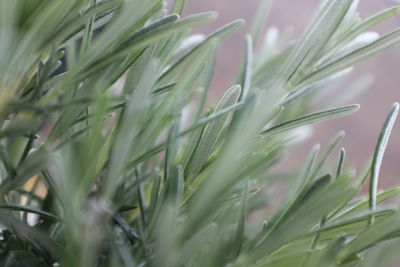 Close-up of wet pine tree