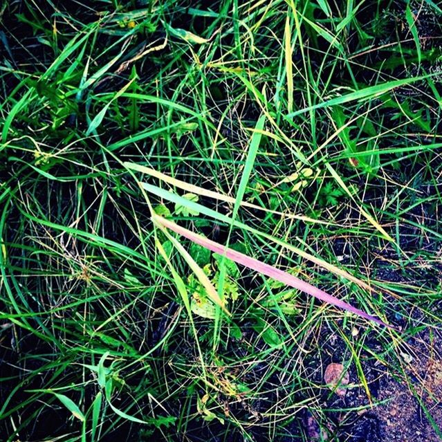 CLOSE-UP OF GRASS ON FIELD