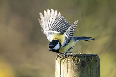 Close-up of bird perching on wooden post