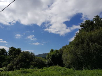 Trees in forest against sky