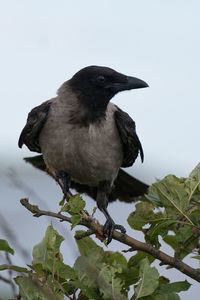 Close-up of bird perching on tree