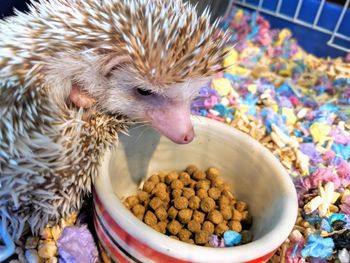 Hedgehog eating food in bowl