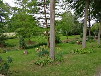 Pine trees in forest