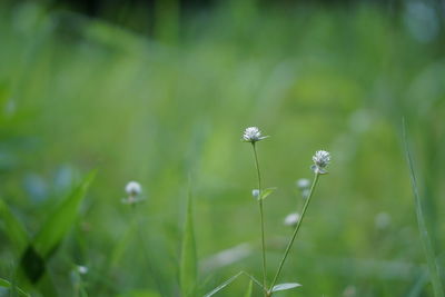 Close-up of white dandelion flower on field