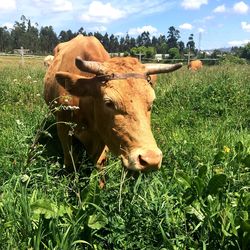 Cow on field