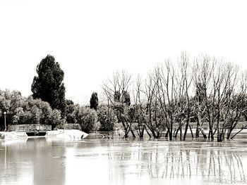 Reflection of bare trees in calm lake