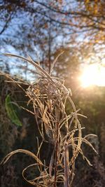Close-up of plant against sky