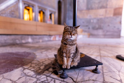 Cat sitting on floor