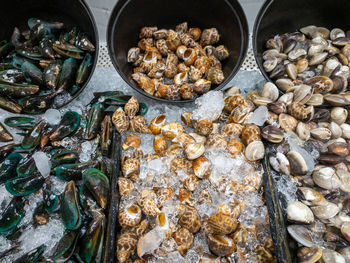Group of the fresh mussels, mercenaria mercenaria,babylonia areolata in the plastic tray