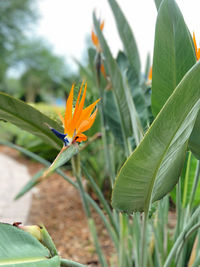 Close-up of orange flower on plant