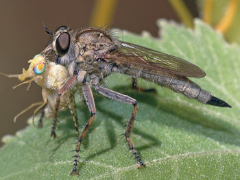 Close-up of insect on leaf