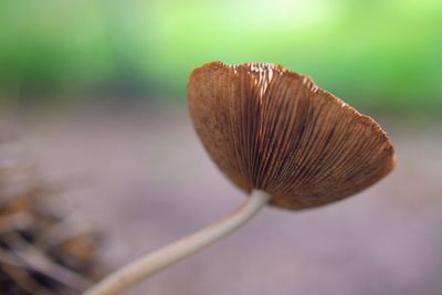 Close-up of mushroom growing outdoors