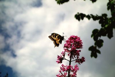 Low angle view of pink flowers against sky