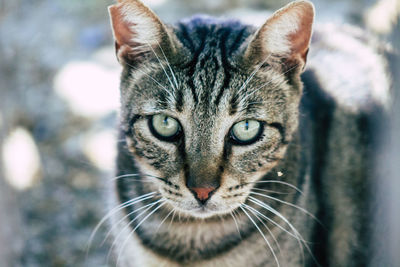 Close-up portrait of a cat