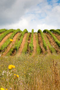 Plants growing on field against sky