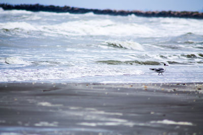 Bird swimming in sea