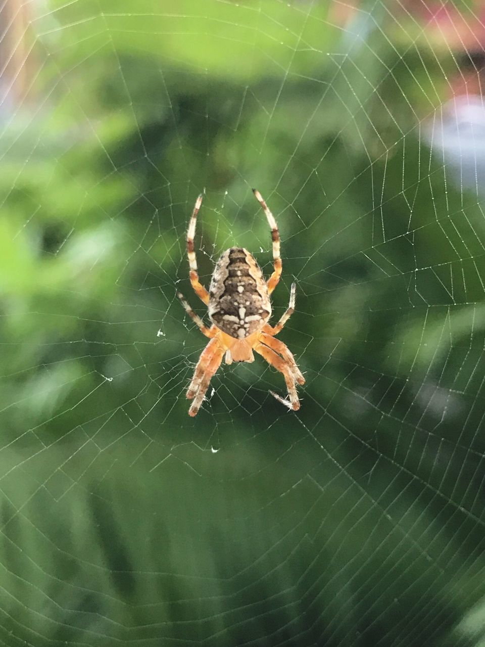 SPIDER ON WEB