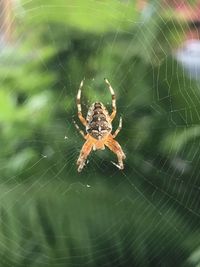 Close-up of spider on web