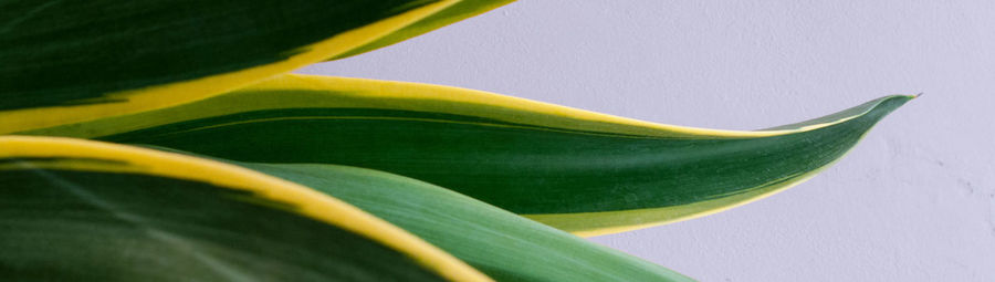 Close-up of plant