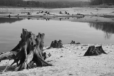 Panoramic view of driftwood on beach against sky