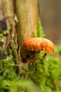 Close-up of mushroom growing in forest